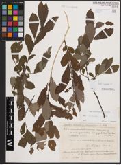 Foto von Salix cinerea L.
